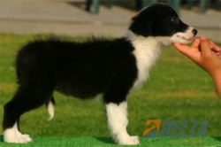 Club de agility Delta