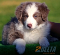 Club de agility Delta