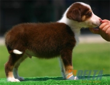 Club de agility Delta