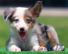 Club de agility Delta