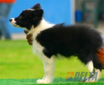 Club de agility Delta