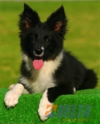 Club de agility Delta