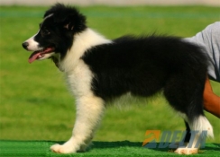 Club de agility Delta