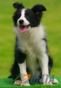 Club de agility Delta