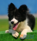 Club de agility Delta