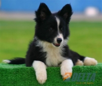 Club de agility Delta