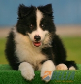 Club de agility Delta