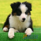 Club de agility Delta