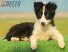 Club de agility Delta