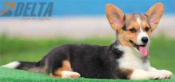 Club de agility Delta