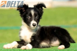 Club de agility Delta