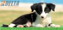 Club de agility Delta