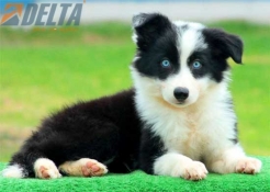 Club de agility Delta