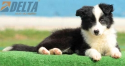 Club de agility Delta