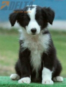 Club de agility Delta