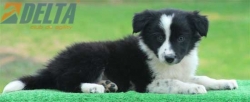 Club de agility Delta