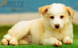Club de agility Delta