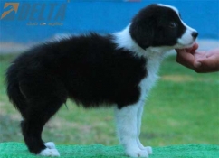 Club de agility Delta