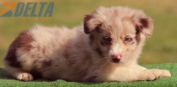 Club de agility Delta