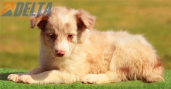 Club de agility Delta