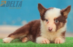 Club de agility Delta