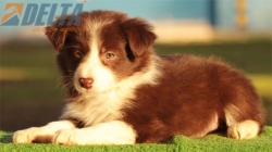 Club de agility Delta