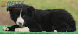 Club de agility Delta