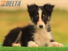 Club de agility Delta