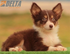 Club de agility Delta