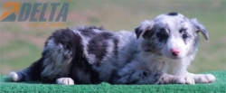 Club de agility Delta