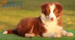 Club de agility Delta
