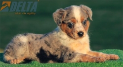 Club de agility Delta