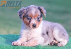 Club de agility Delta