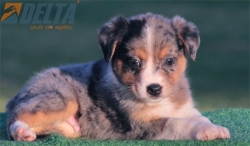 Club de agility Delta