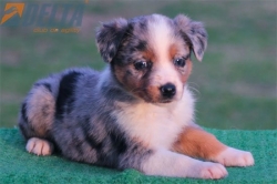 Club de agility Delta