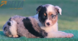Club de agility Delta
