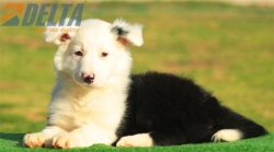 Club de agility Delta