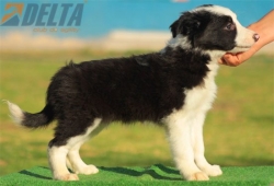 Club de agility Delta