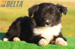 Club de agility Delta