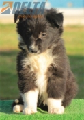 Club de agility Delta