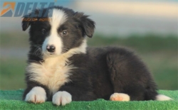 Club de agility Delta
