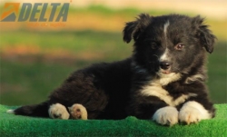 Club de agility Delta