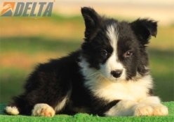Club de agility Delta