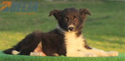 Club de agility Delta