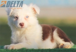 Club de agility Delta