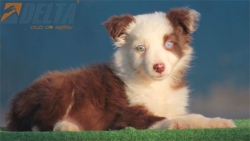 Club de agility Delta