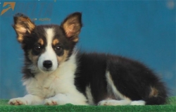 Club de agility Delta