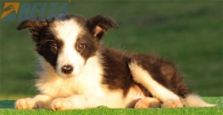 Club de agility Delta