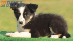 Club de agility Delta