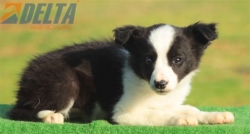 Club de agility Delta